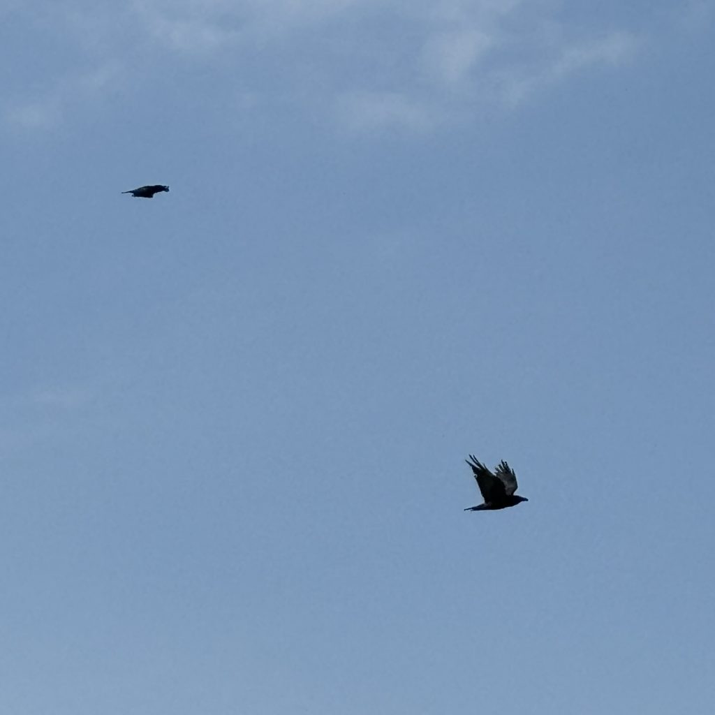 Two black ravens flying against a blue sky, taken from quite a distance