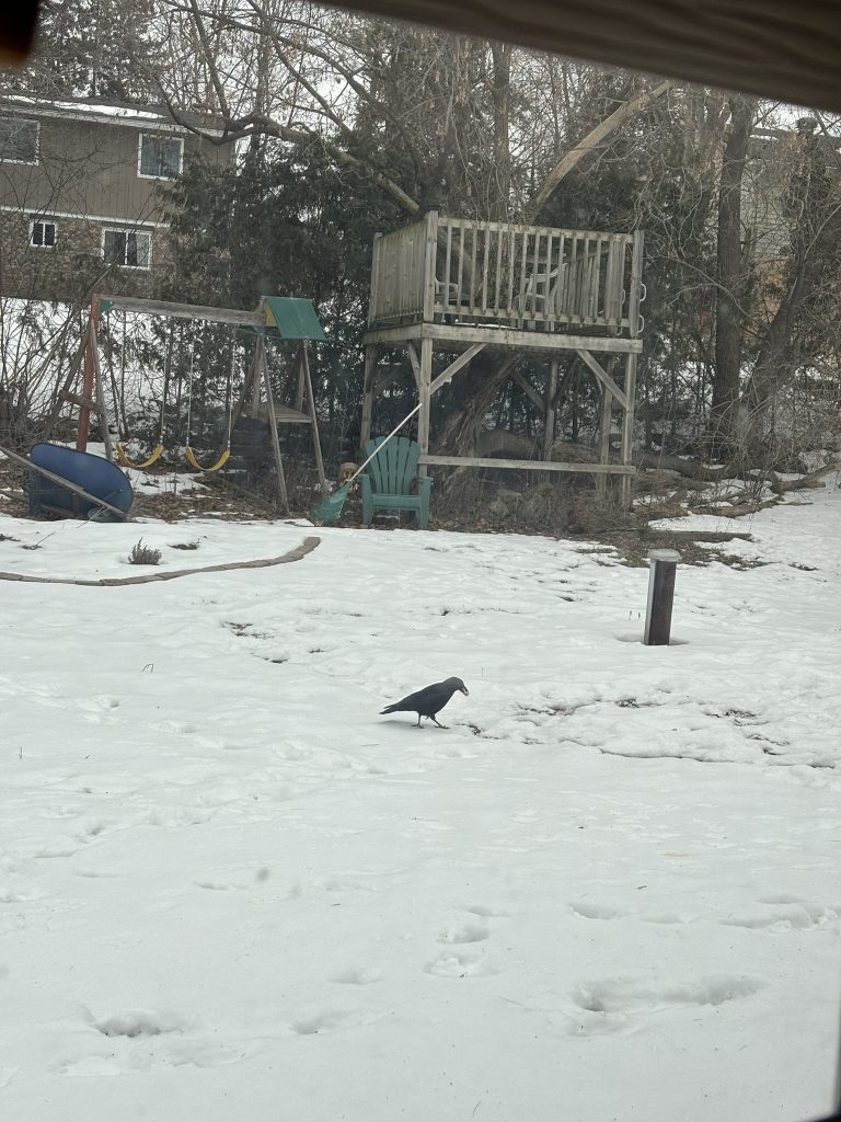 A crow with a peanut in its mouth in a snowy back yard, taken from some distance away