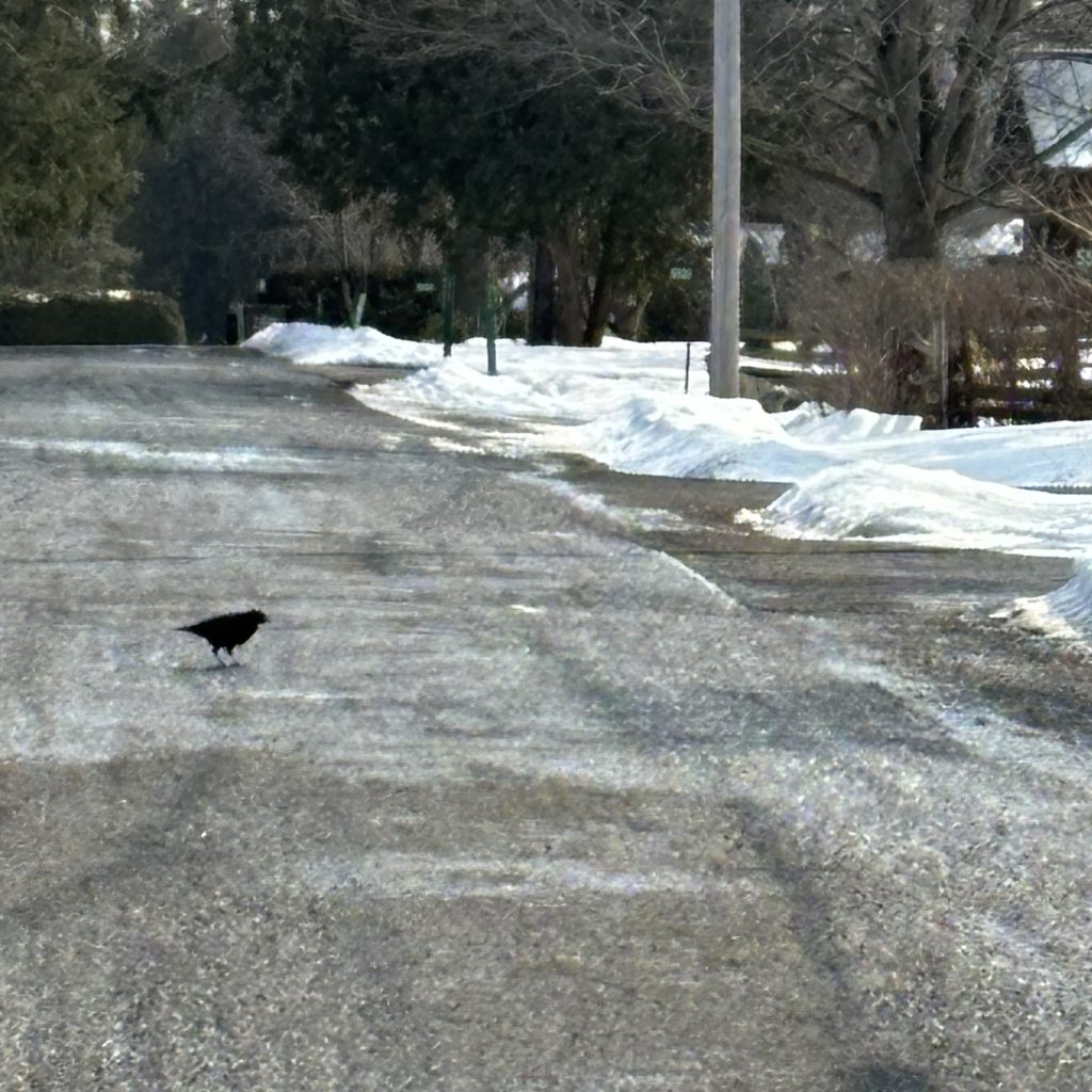 A slightly blurry crow on an empty street with some snow banks off to one side