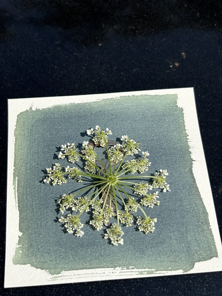 A dry cyanotype in progress, sitting in the sun with a white flower head on a key sitting on a paper painted with green-grey cyanotype solution