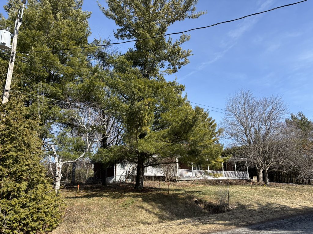 Before shot of the property with trees